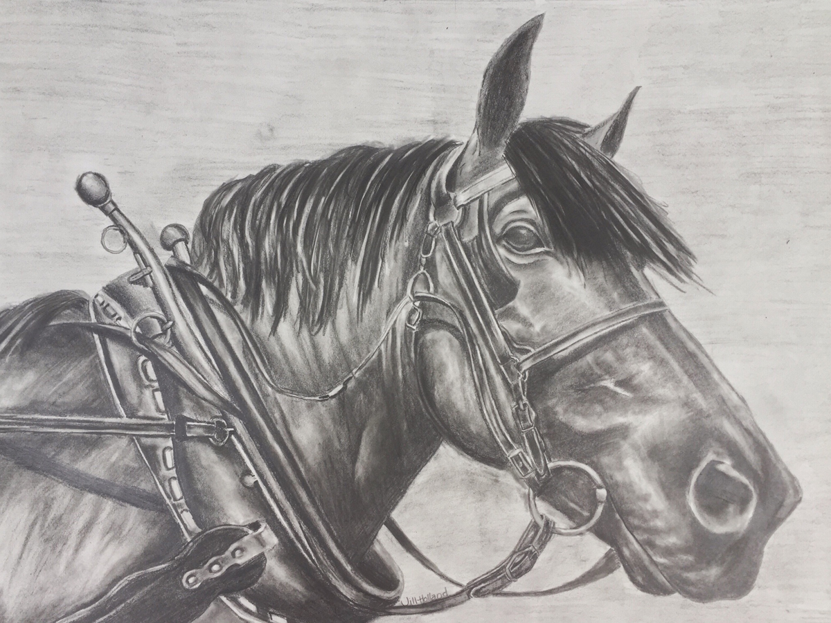 Draft horse drawing